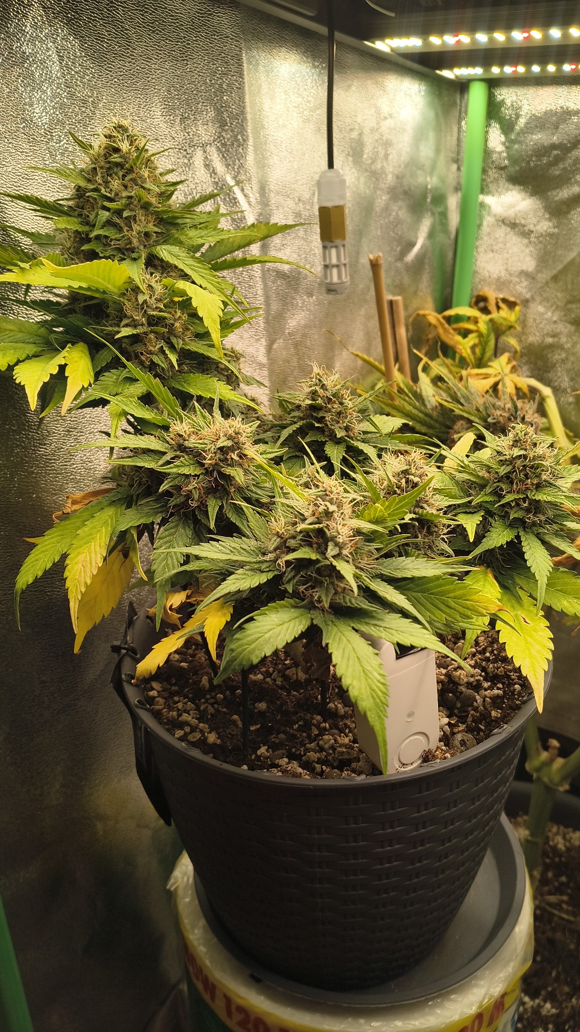 SHT40 sensor hanging above the canopy in a grow tent