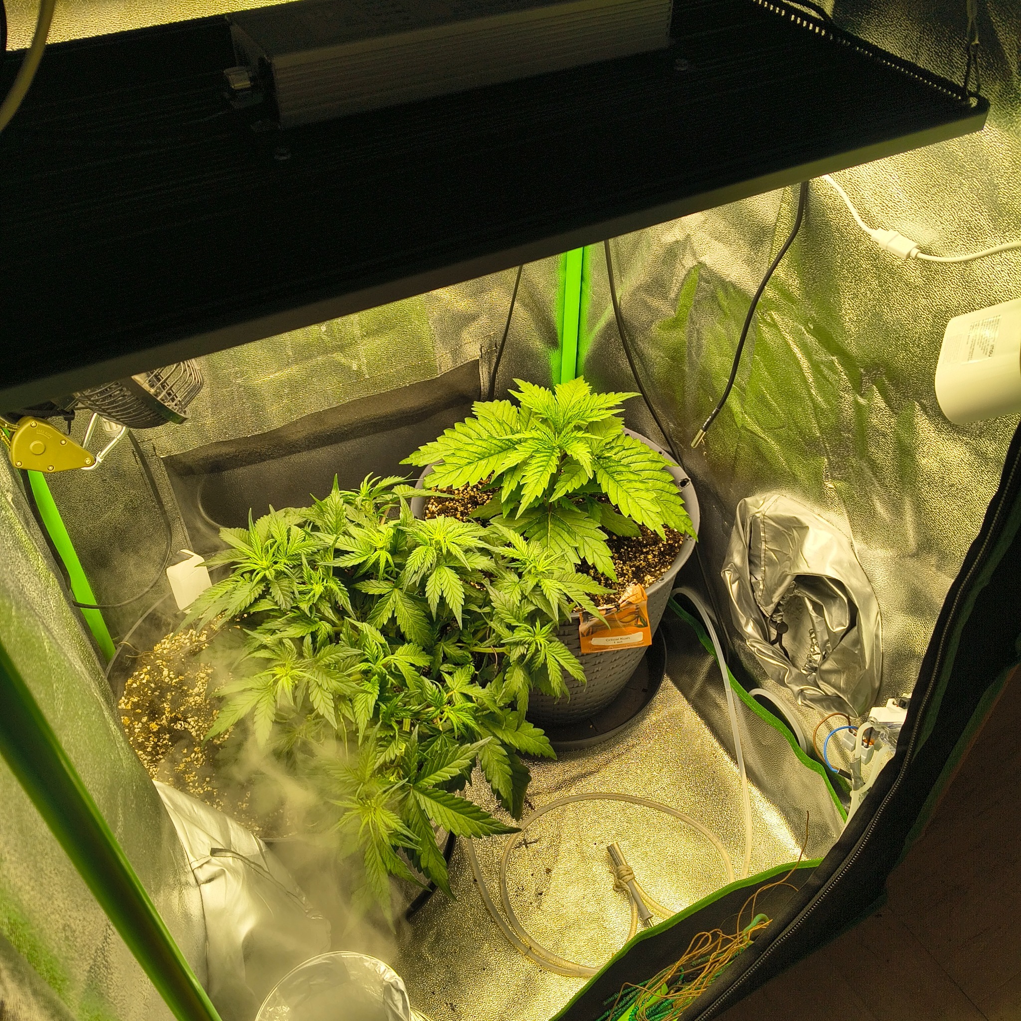Grow tent showing SHT40 sensor placement near the canopy